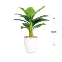 شجر ورق موز صغير حوض بلاستيك ارتفاع 105 : 1463-117...