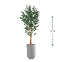 شتلة ورق قلب اخضر حوض فيبر 210 سم : 246-533