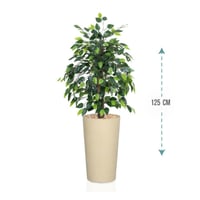 شجر فيكس بنجامينا 3 فرع ارتفاع 125سم: 7090-GT001R