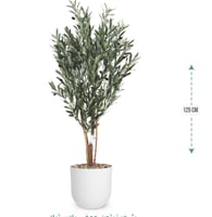 شجرة زيتون حوض بلاستيك