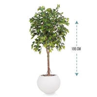 شجر فيكس 1 فرع حوض فيبر ارتفاع 195 سم : 3116-540