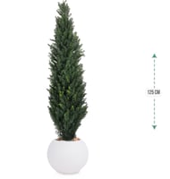 شجرة سرو حوض بلاستيك