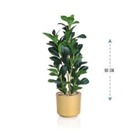 شجر ورق ليمون حوض بلاستيك 60 سم : 702-24