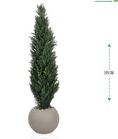 شجرة سرو حوض بلاستيك