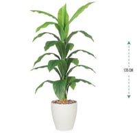 شجرة اخضر حوض بلاستيك