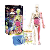 مجسم جسم الإنسان التعليمي ثلاثي الأبعاد