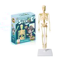 مجسم الهيكل العظمي البشري التعليمي