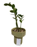 نبتة الزاميا - سيراميك فاخر