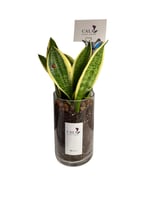 جلد النمر - إناء زجاجي