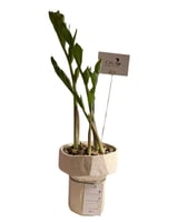 نبتة الزاميا - سيراميك فاخر