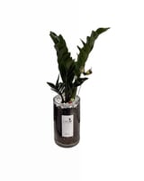 زاميا بإناء زجاجي