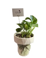 نبتة البوتس - سيراميك فاخر