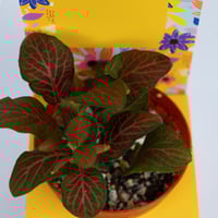 توزيعات نبتة الفيتونيا