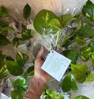 توزيعات يوم المعلم - نبات البوتس