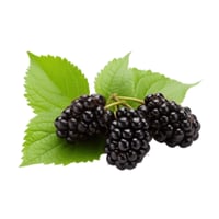 توت أسود - علبة 170 جرام