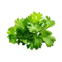 كزبرة - ربطة