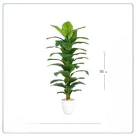 شجرة زينة استوائية (أوراق عريضة) بارتفاع 155 سم مع...