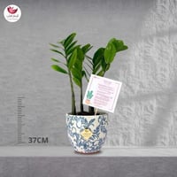 نبات الزاميا