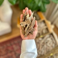 عود كلمنتان بونتيانك - طبيعي