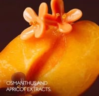 قوتشي ذا ألكيميست جاردن أوثمانثس نيكتر أو دو برفيو...