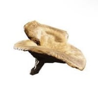 10 حبات مشروم - Mushroom ارك رايدرز | ARC Raiders