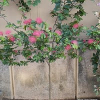 بذور شجرة كلياندرا (Calliandra)