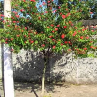 بذور شجرة كلياندرا (Calliandra)