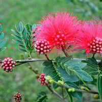 بذور شجرة كلياندرا (Calliandra)