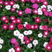 بذور زهور البفتة أو الونكا