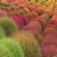 بذور شجرة الكوشيا ( مكنسة الجنة )