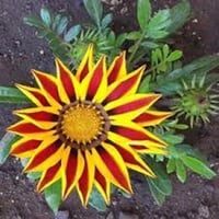 بذور زهرة جازانيا