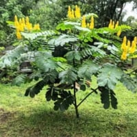 بذور كاسيا الاتا الشمعدان الأصفر