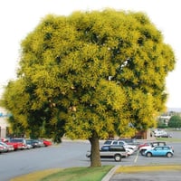 بذور شجرة المطر الذهبية (Koelreuteria Paniculata)