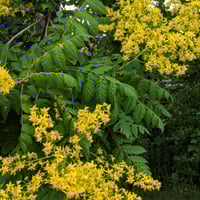 بذور شجرة المطر الذهبية (Koelreuteria Paniculata)