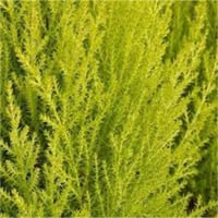 بذور شجرة السرو