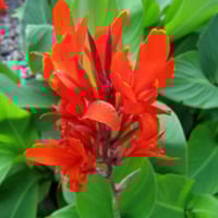 بذور الكنا الحمراء