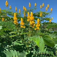 بذور كاسيا الاتا الشمعدان الأصفر