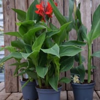 بذور الكنا الحمراء