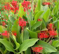 بذور الكنا الحمراء