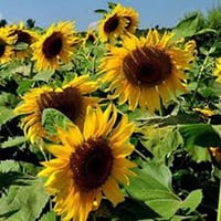 بذور زهرة دوار الشمس