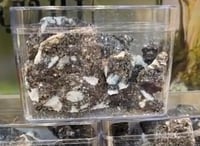 بخور جاوي اسود