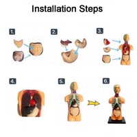 اعضاء الجسم