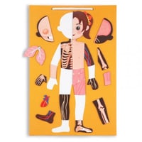 سبورة اعضاء الجسم المغناطيسية