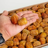 سكري فلة رقم1