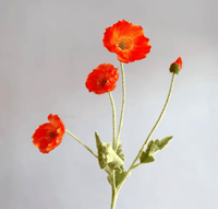 اورنج غامق
