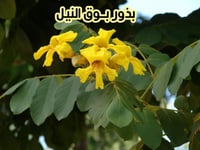 بذور بوق النيل