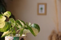 بوتس مانجولا