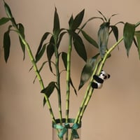 ربطة بامبو كبير