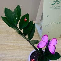 نبتة زاميا وسط