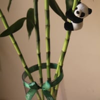 ربطة بامبو كبير